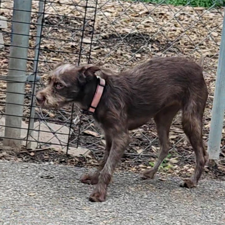 Millie