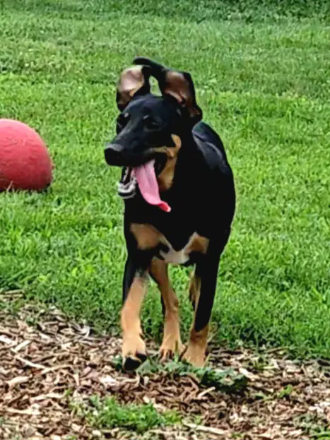 Mara - Hound