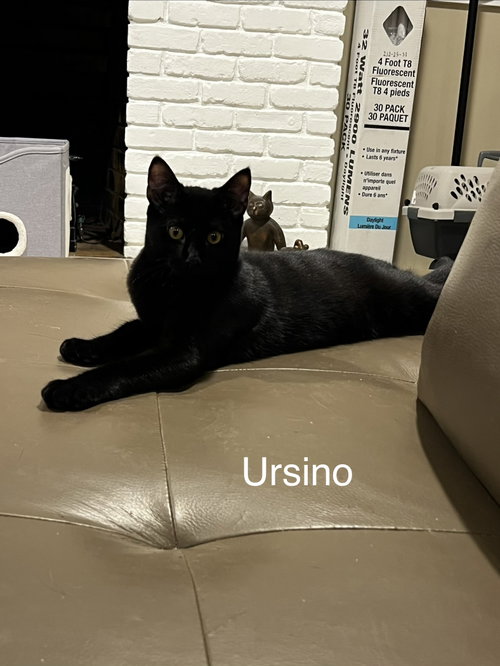 Ursino, a cat for adoption from Bloomingdale Regional Animal Shelter Socety, Inc.