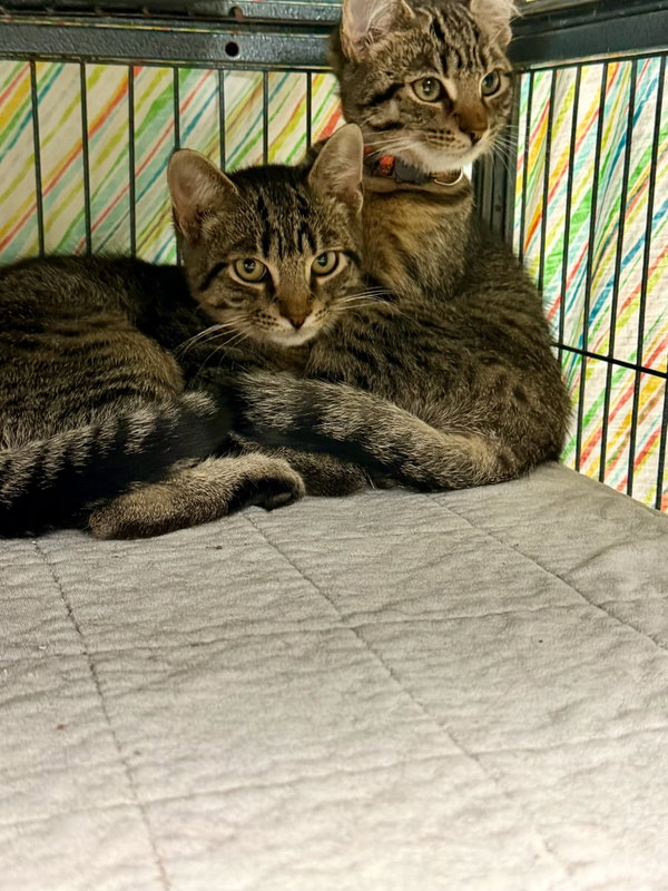 Tamara and Murano