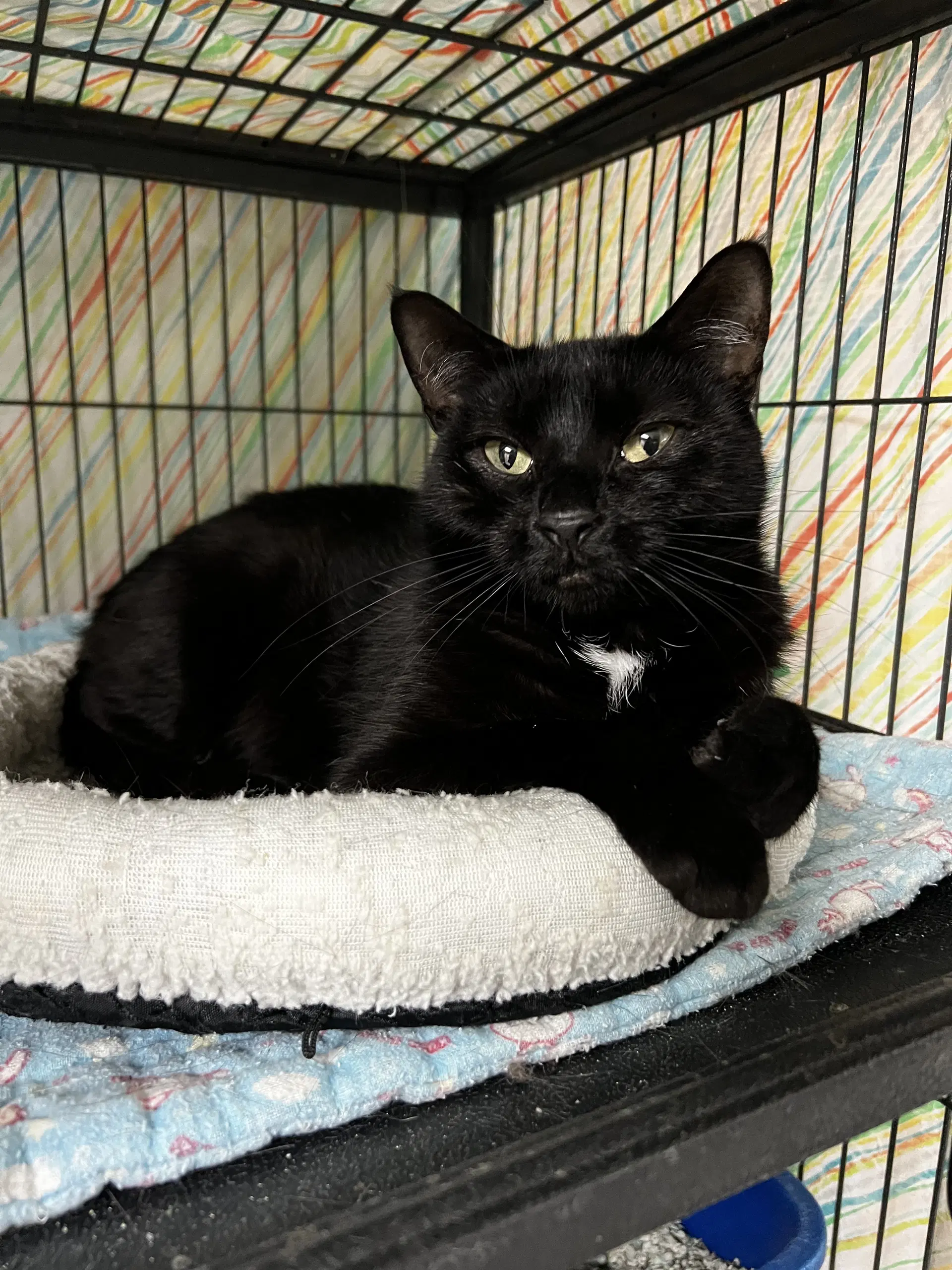 Jagwar - Domestic Short Hair