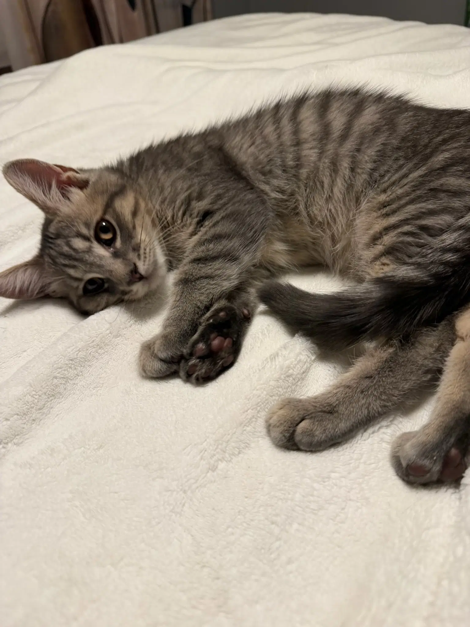 Clyde - Tabby