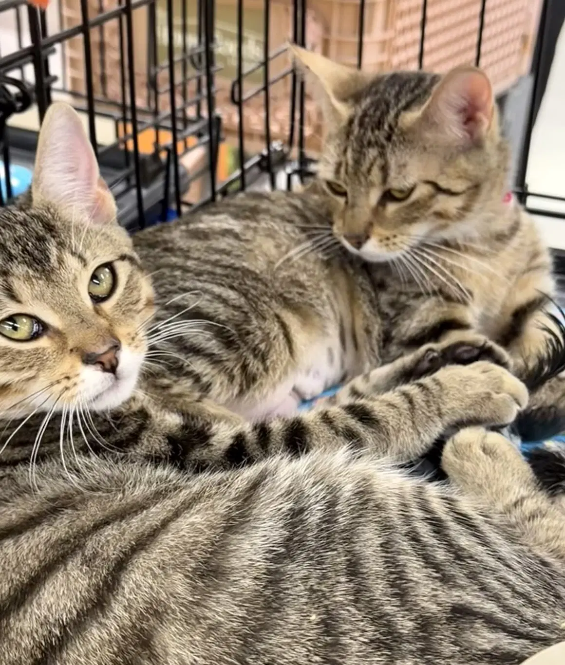 Bonnie And Clyde - Bengal