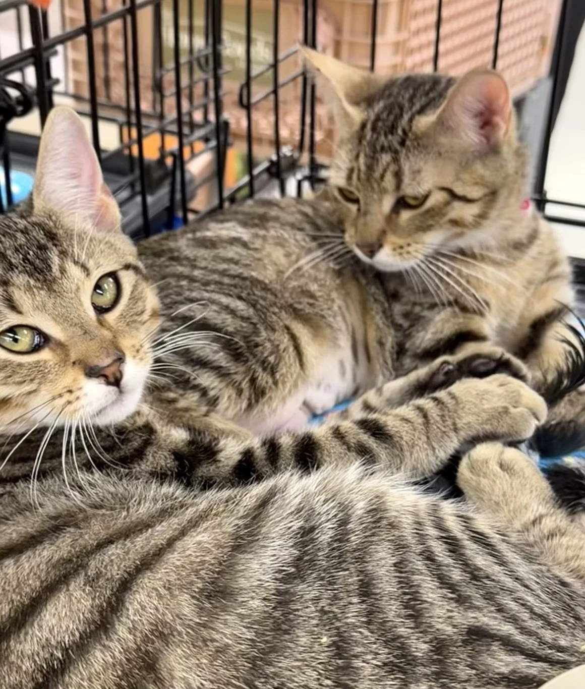 Bonnie And Clyde