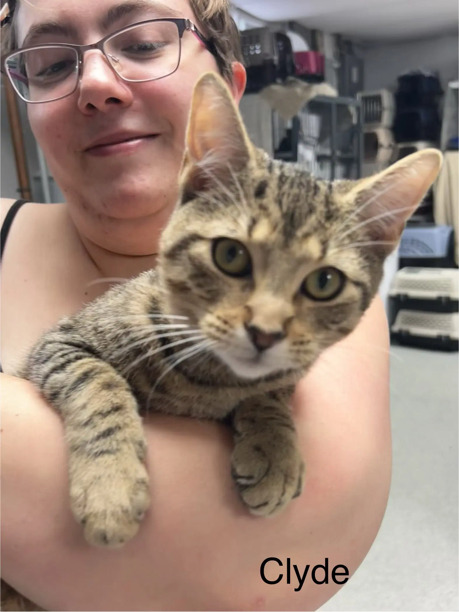 Bonnie And Clyde - Bengal mix