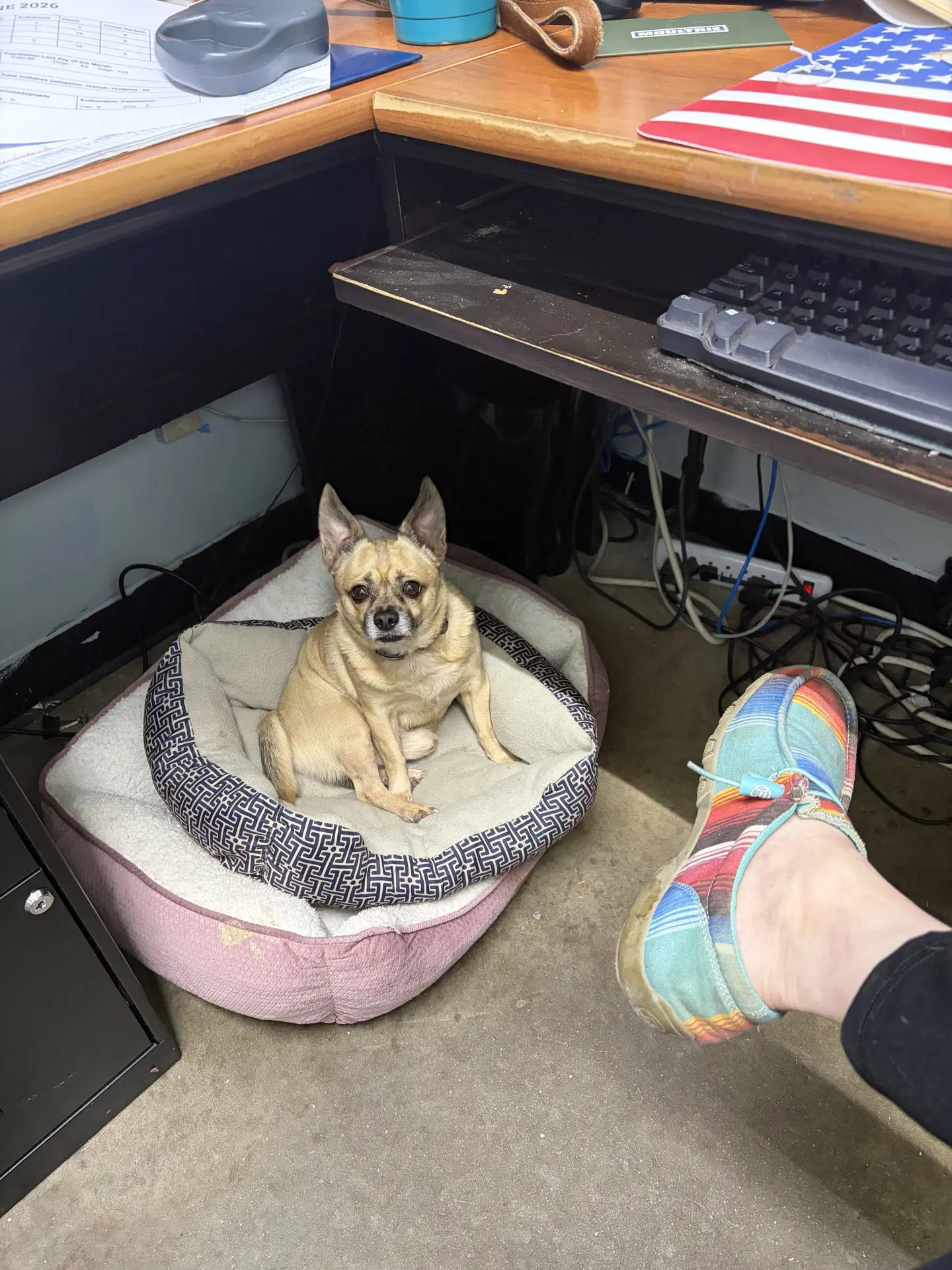 Brownie - Chihuahua
