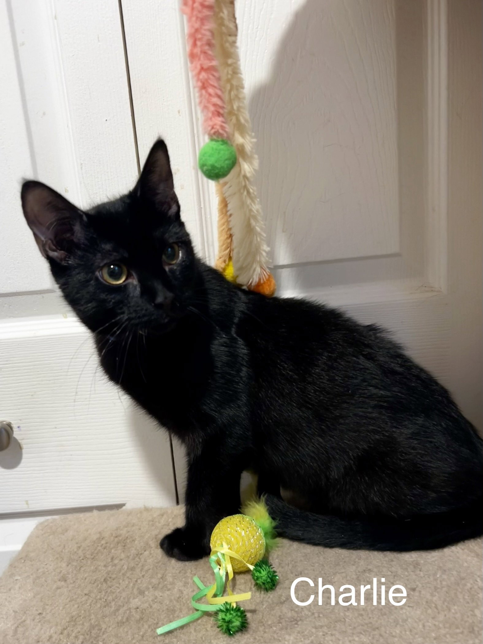 Charlie, Domestic Short Hair