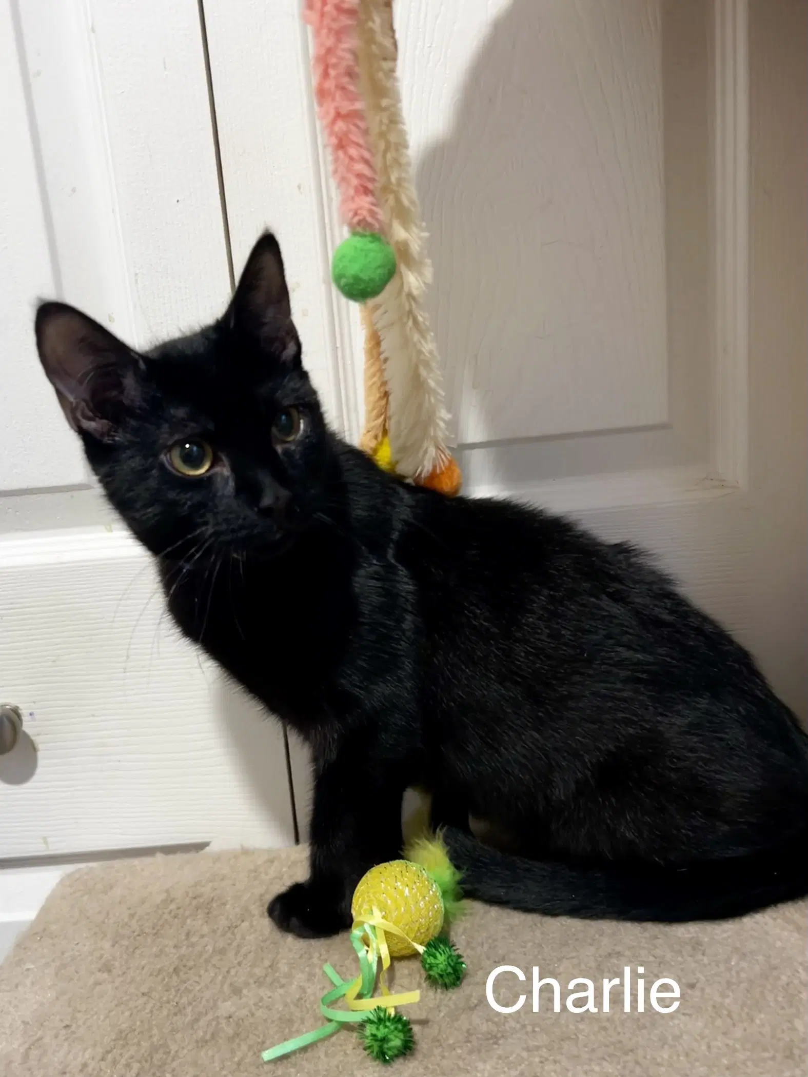 Charlie - Domestic Short Hair