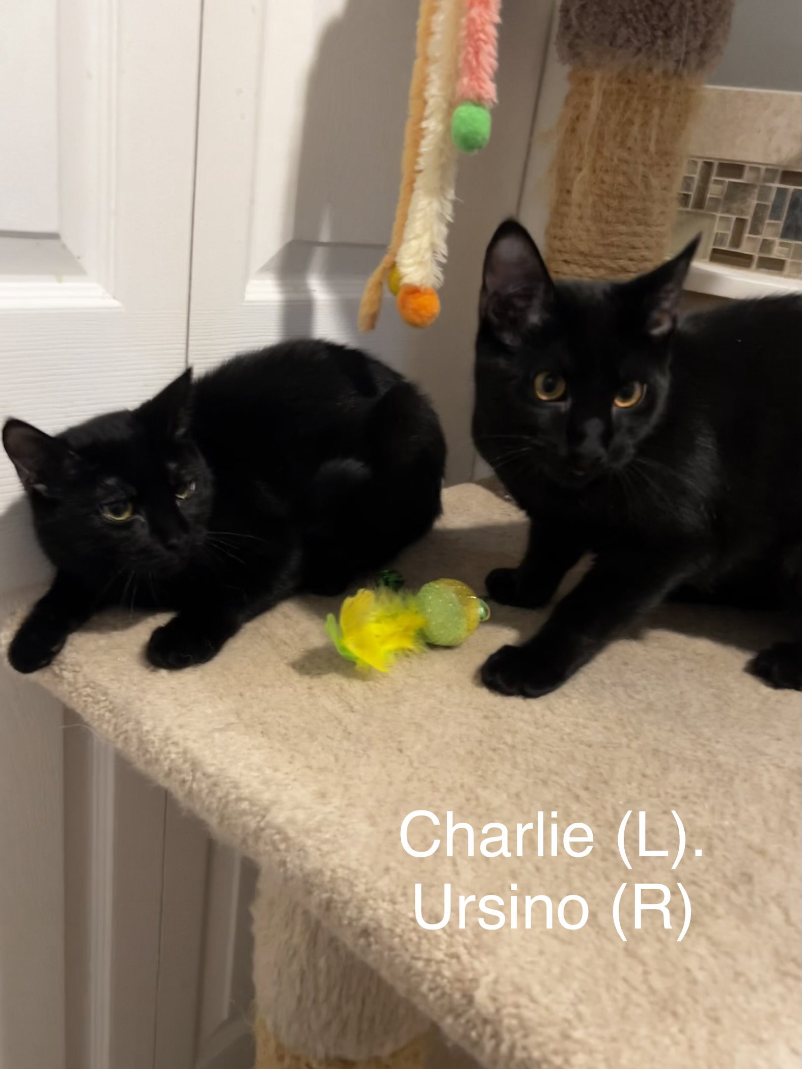 Charlie, photo 2