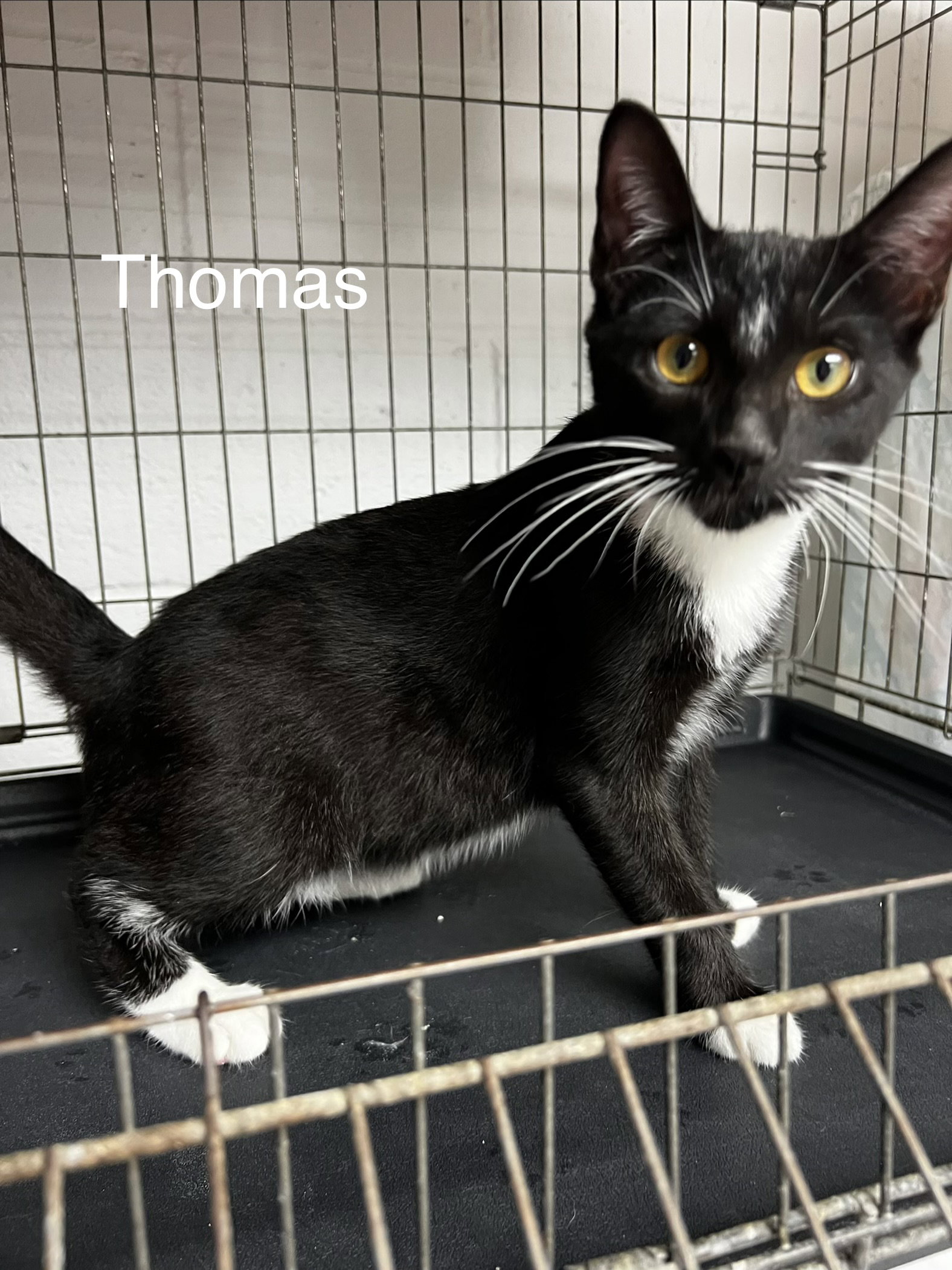 Thomas, Tuxedo