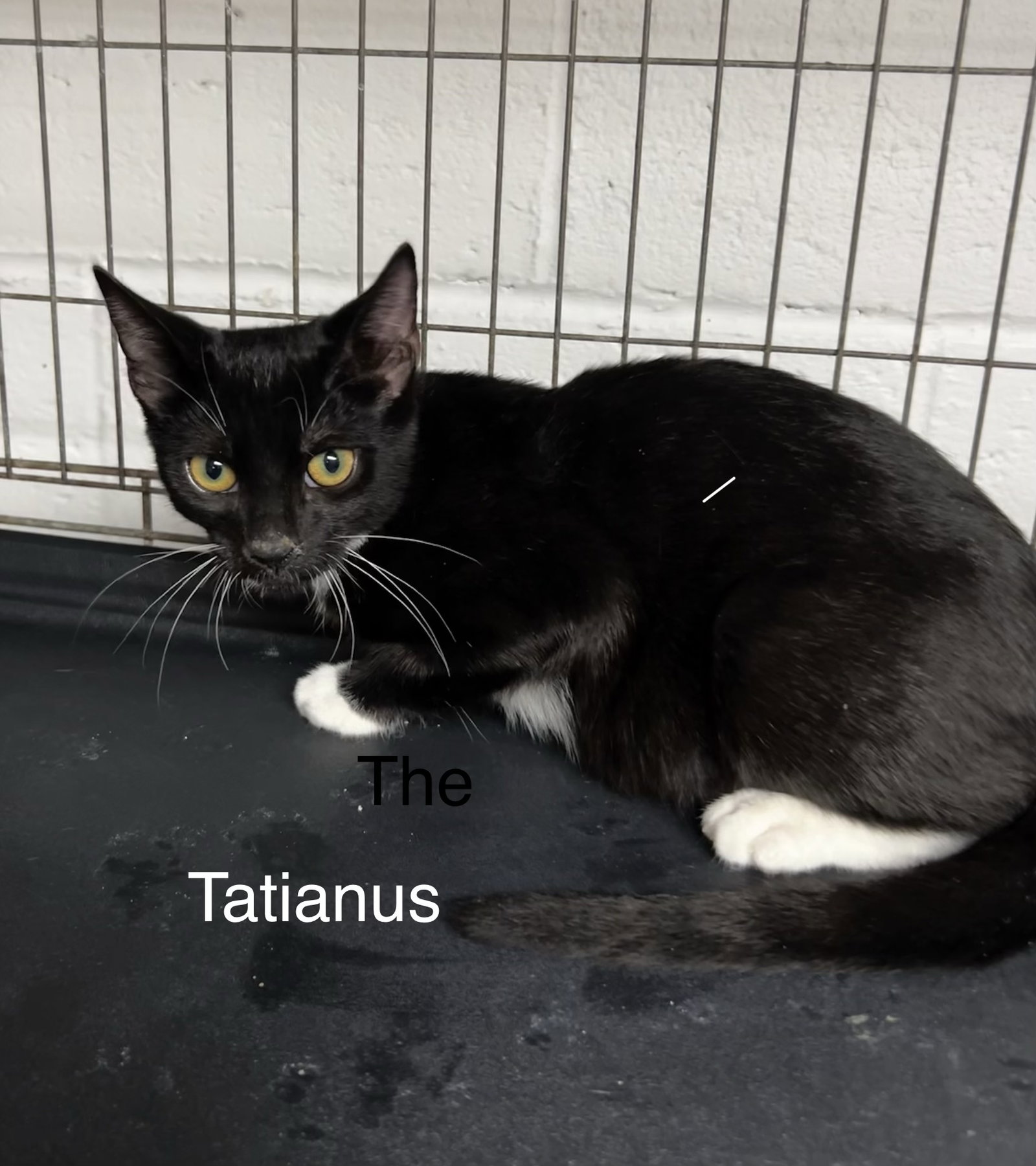 Tatianus, Tuxedo