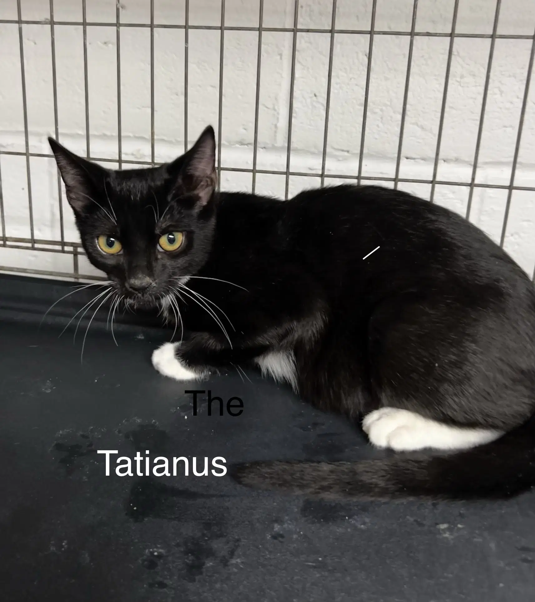Tatianus - Tuxedo
