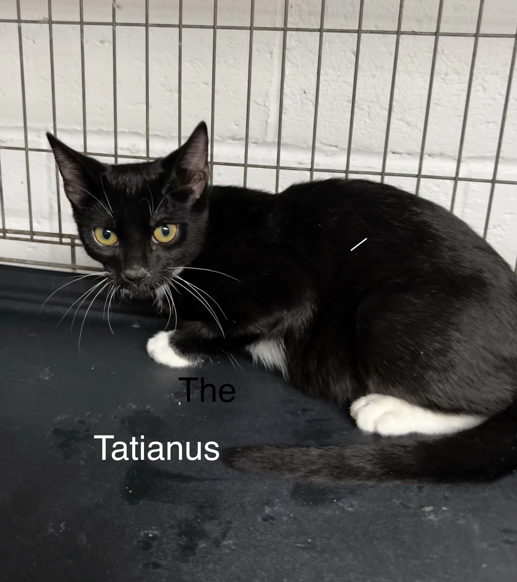 Tatianus
