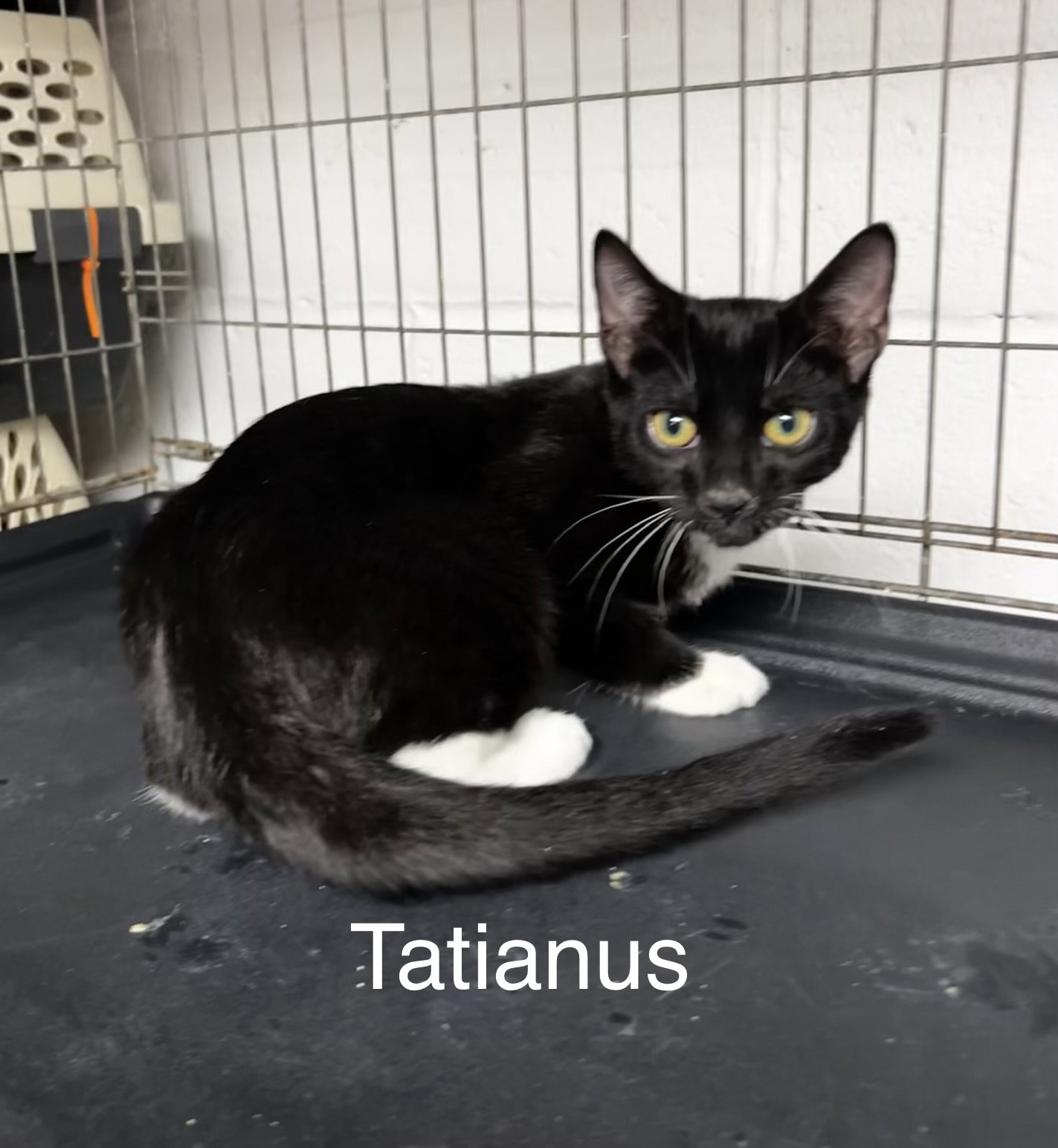Tatianus, photo 2