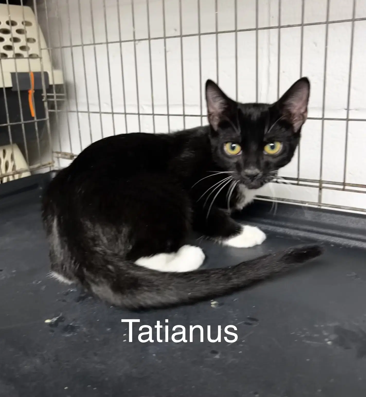 Tatianus image 2