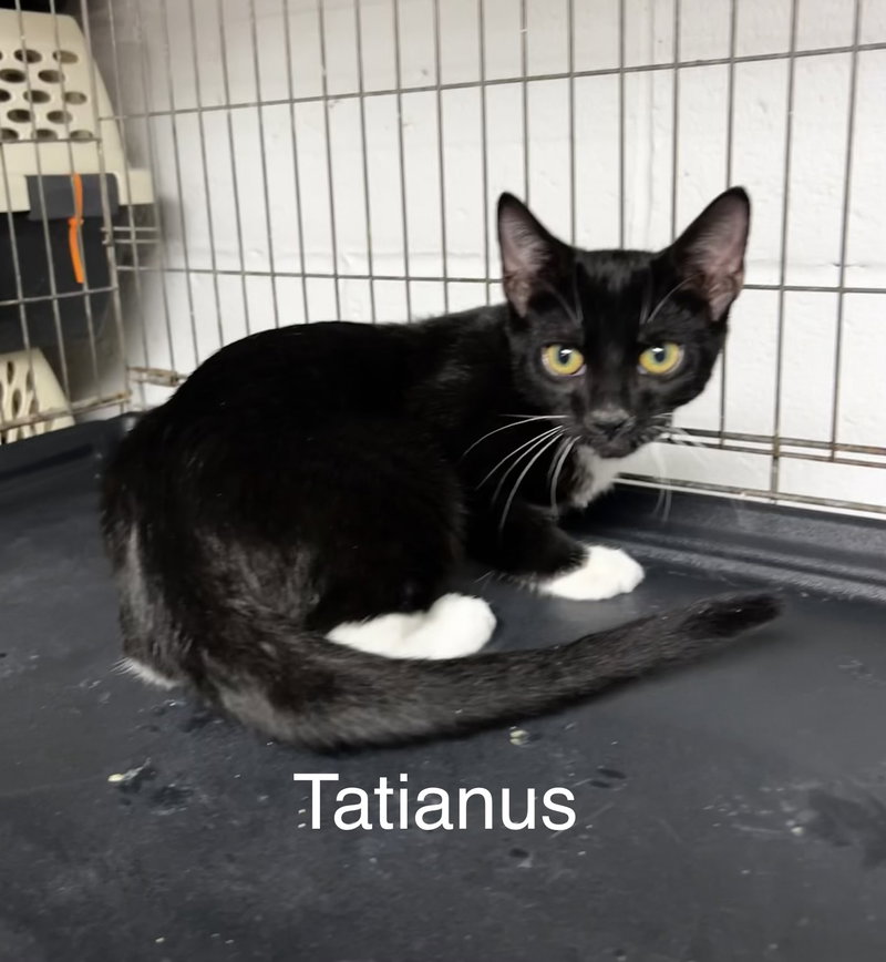 Tatianus, photo 2