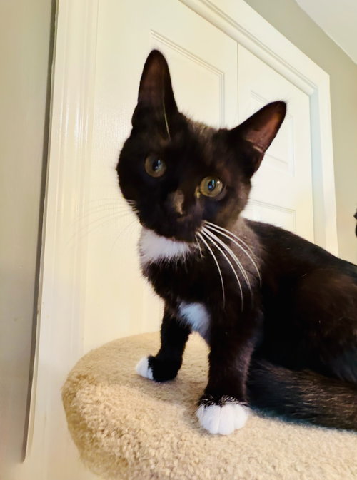 Tina, a cat for adoption from Bloomingdale Regional Animal Shelter Socety, Inc.
