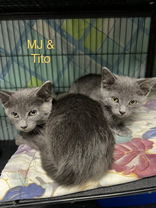 MJ and Tito, a cat for adoption from Bloomingdale Regional Animal Shelter Socety, Inc.