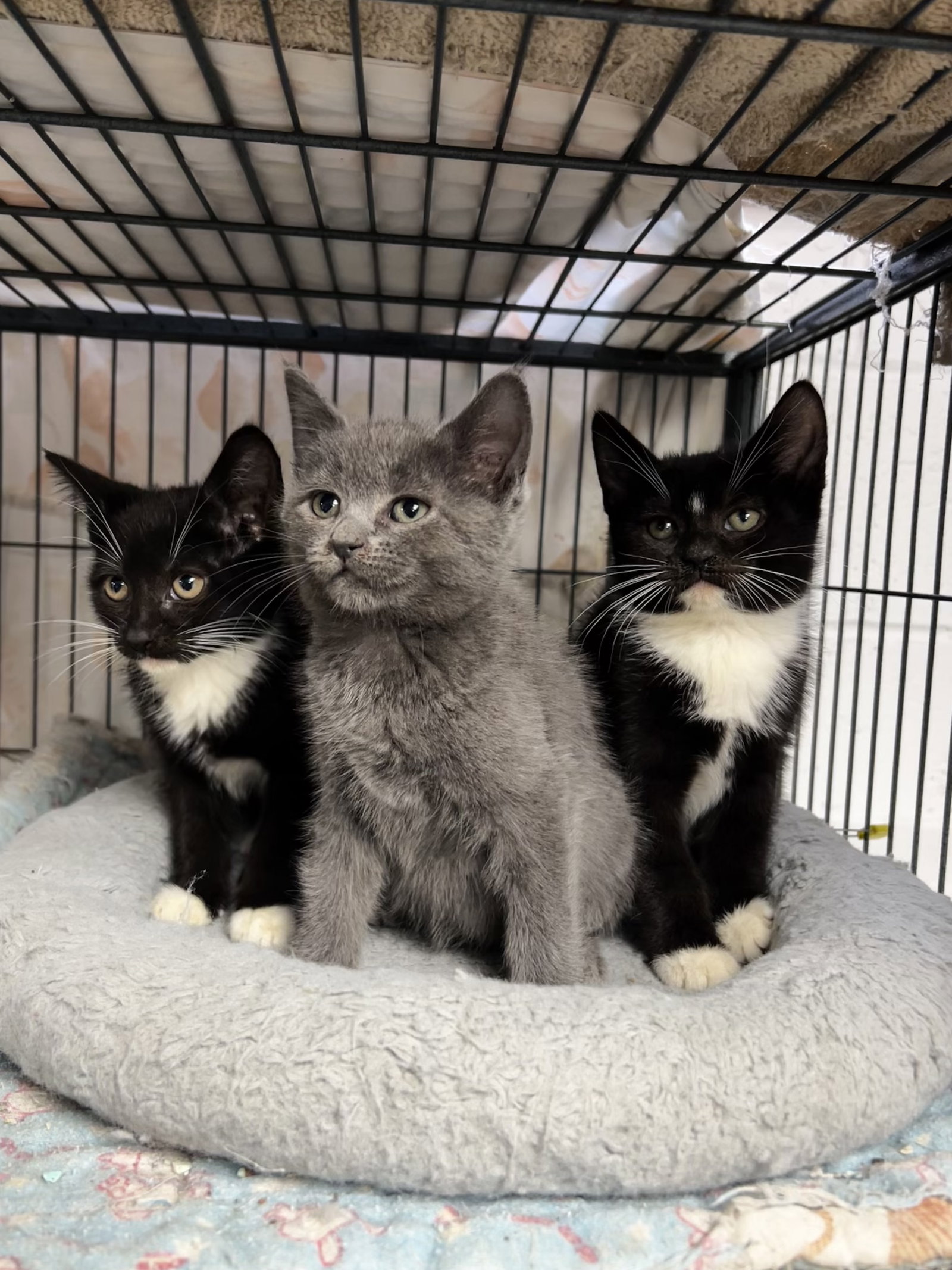 The girls!, Chartreux