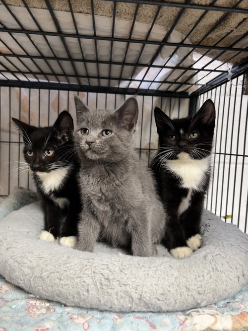 The girls!, a cat for adoption from Bloomingdale Regional Animal Shelter Socety, Inc.