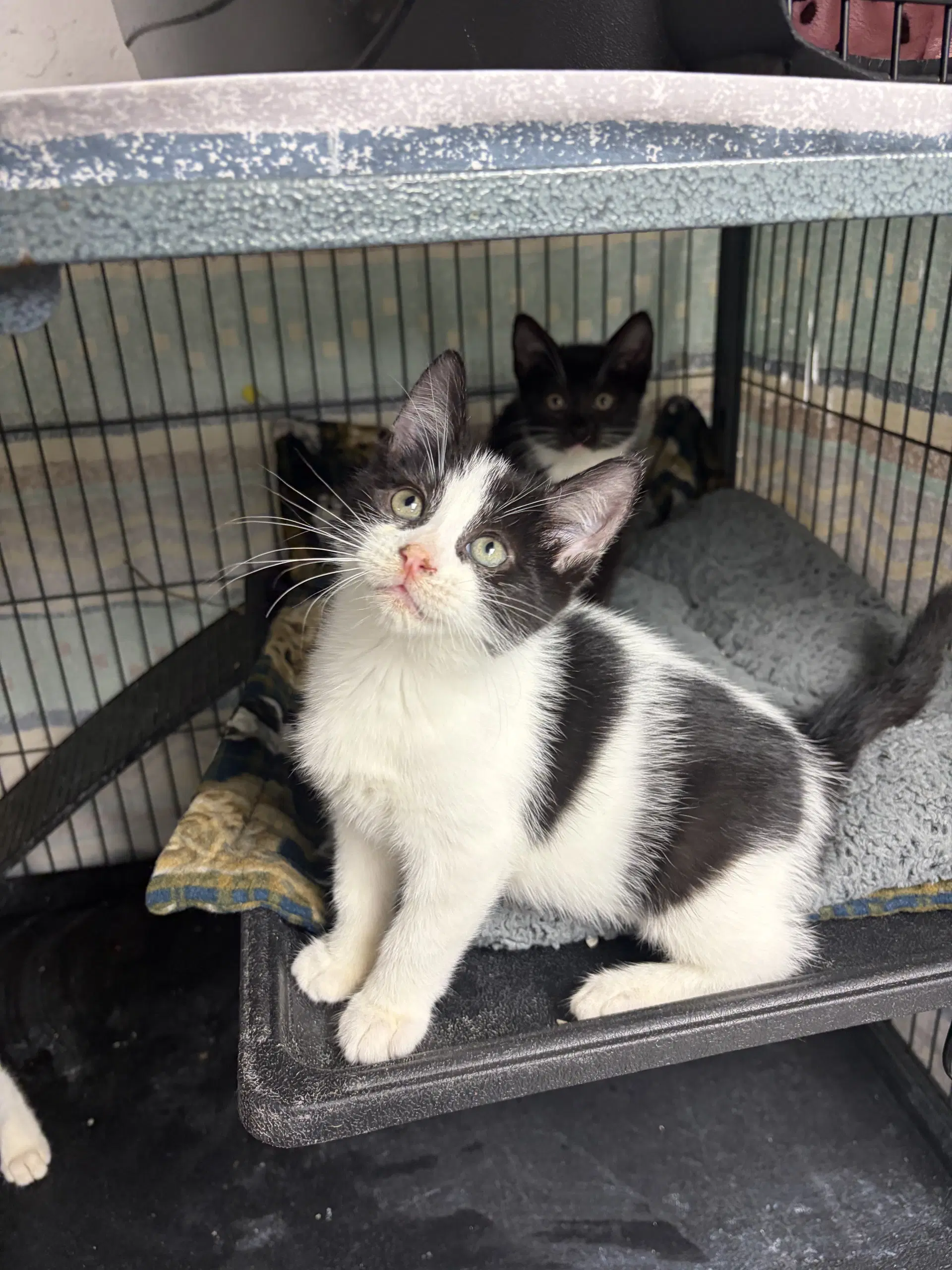 Peter - Domestic Short Hair
