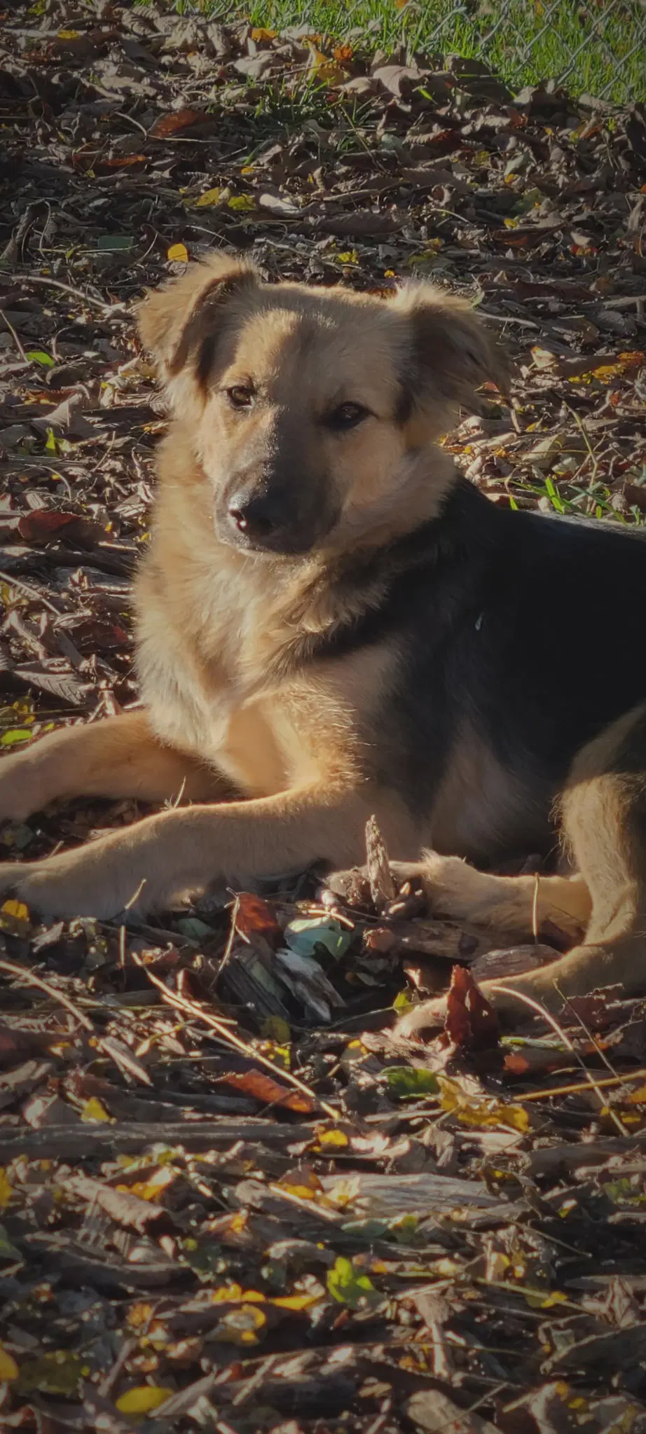 Summer - Shepherd