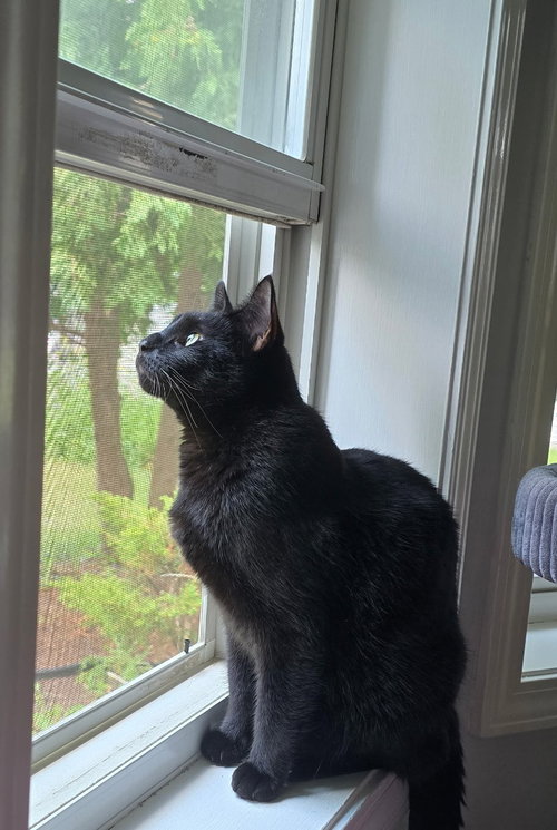 Amethyst, a cat for adoption from Redemption Road Rescue Rehab Inc.