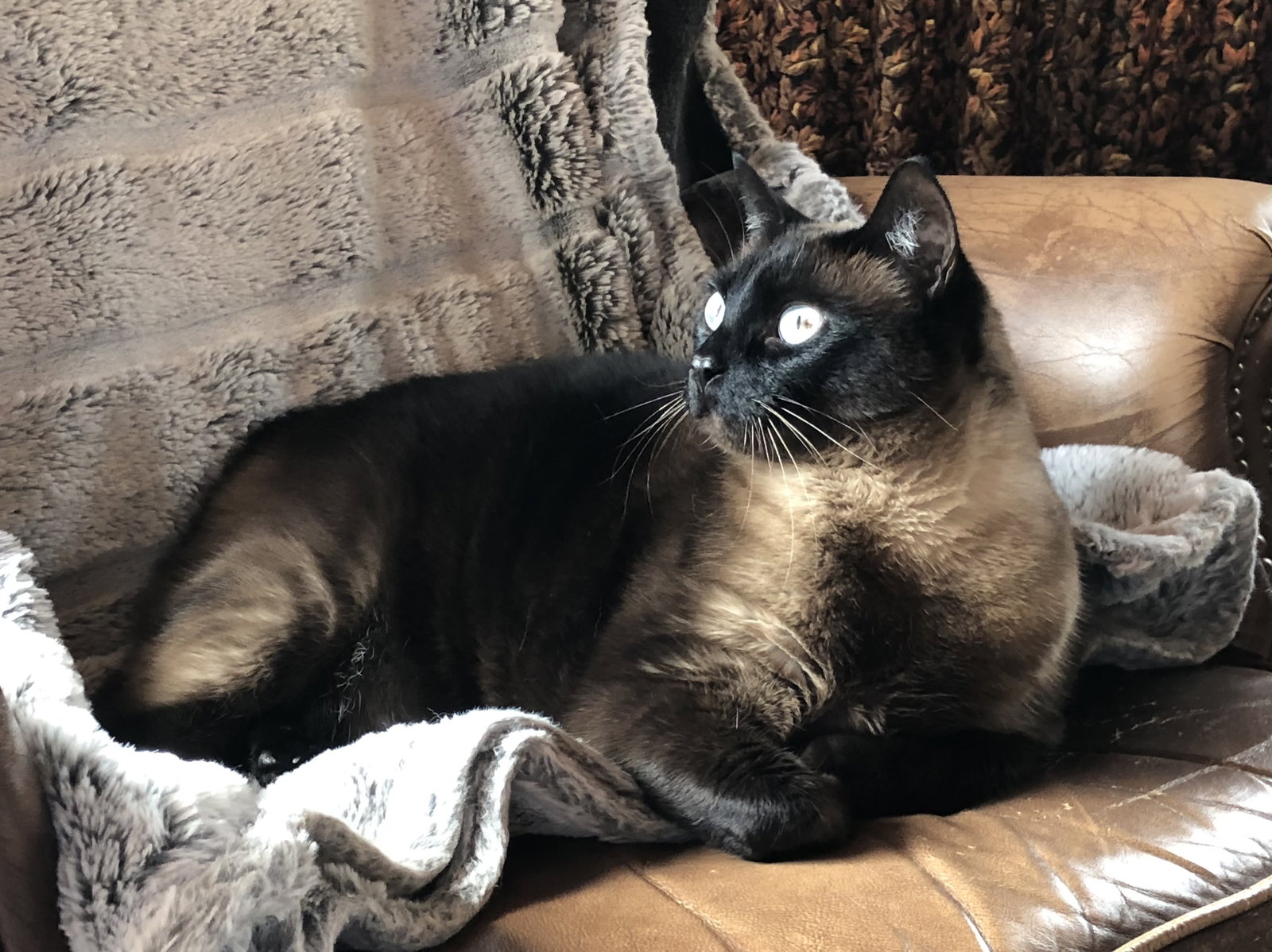 Cat adoption in Techny, IL 60082 Siamese (medium coat) Cat "Keke"