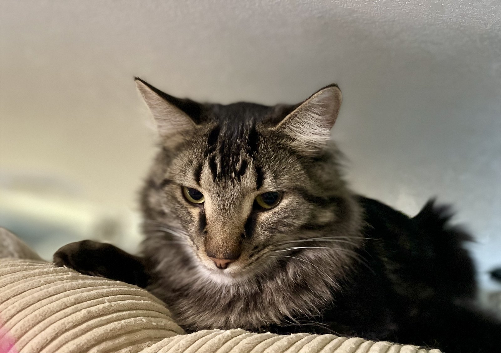 adoptable Cat in Techny, IL named Kaz