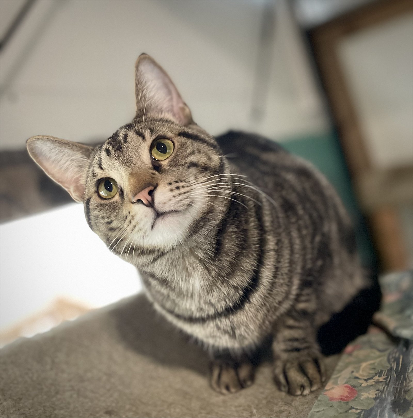 adoptable Cat in Techny, IL named Jesper