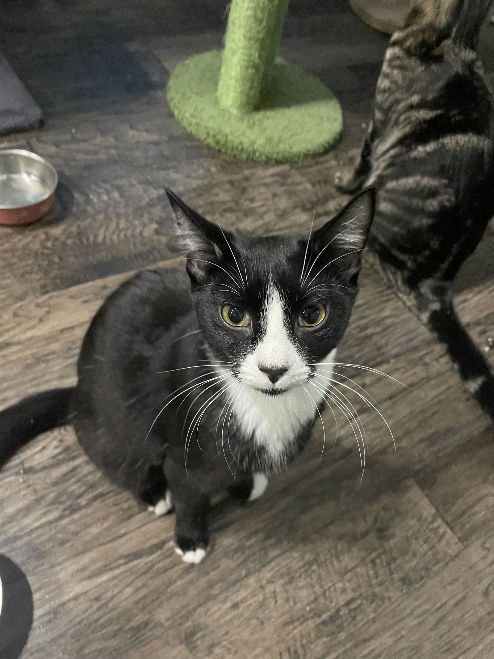 adoptable Cat in Wauconda, IL named Baghra (Bonded with Zoya)