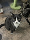 adoptable Cat in Wauconda, IL named Baghra (Bonded with Zoya)