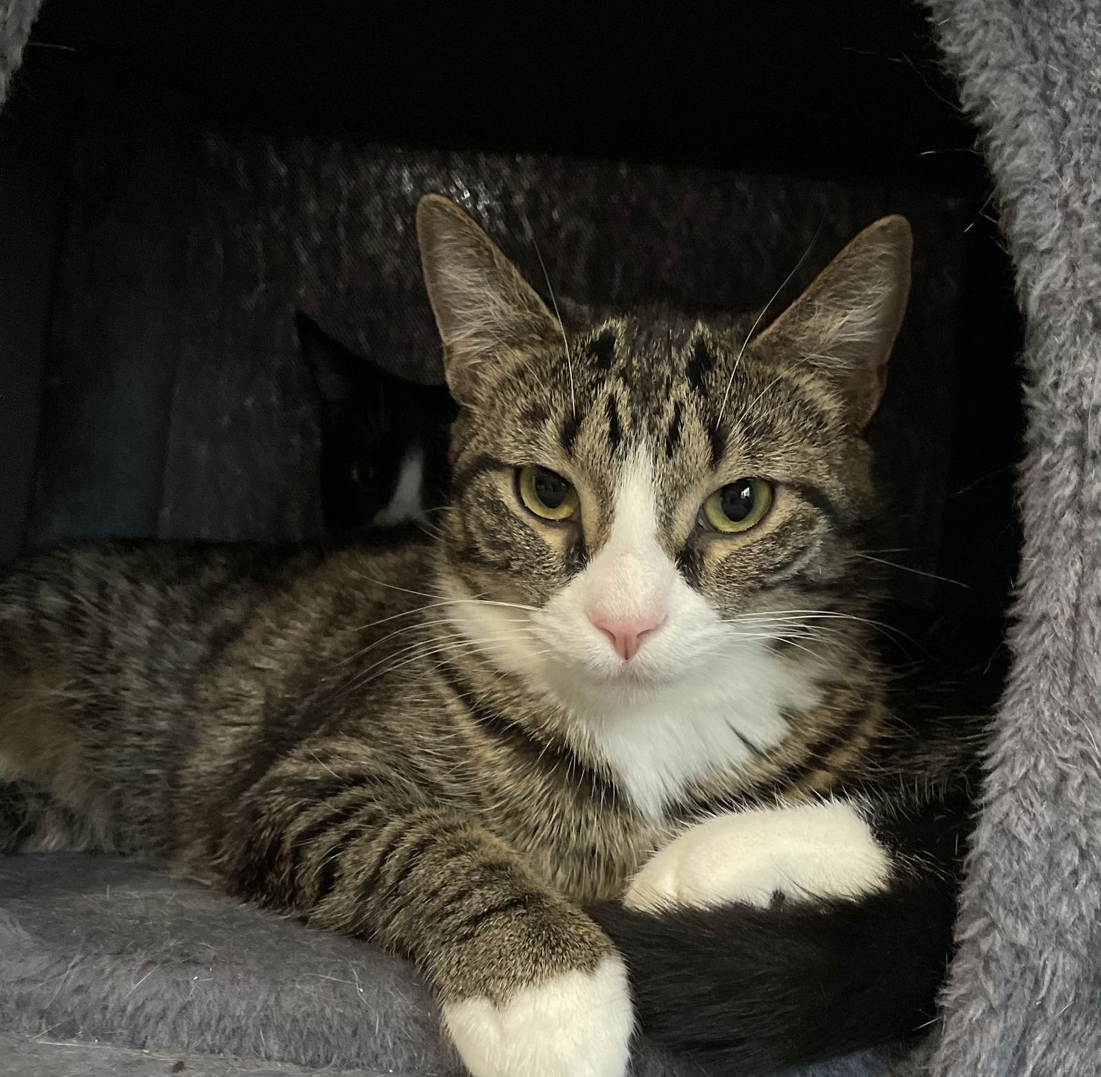 adoptable Cat in Wauconda, IL named Zoya (Bonded with Baghra)