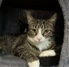 adoptable Cat in techny, IL named Zoya