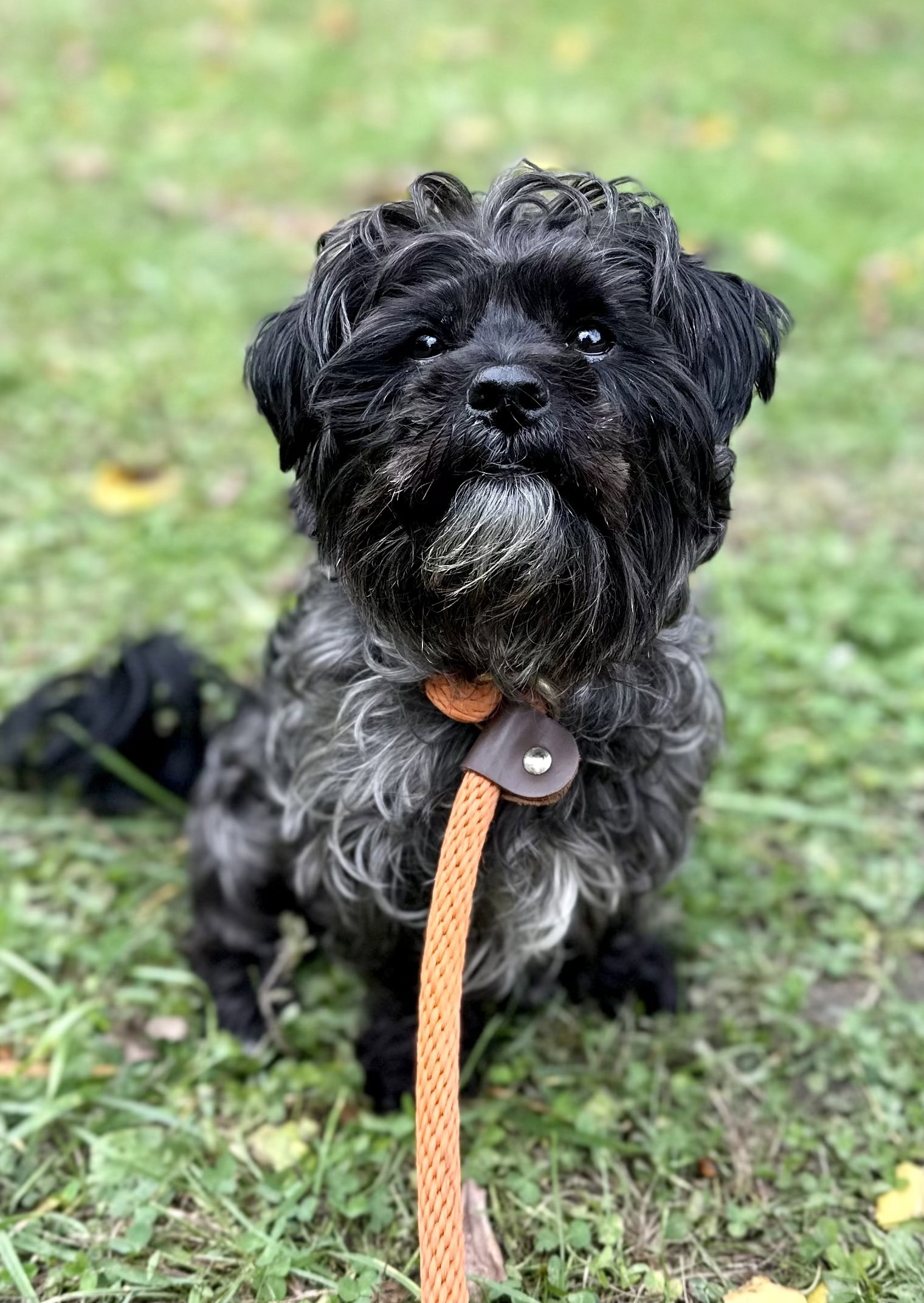Dog adoption in Techny, IL 60082 Yorkshire Terrier Yorkie / Poodle