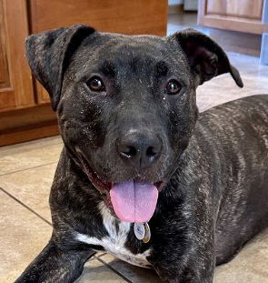 adoptable Dog in Wauconda, IL named Vaughn