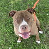 Allie - Photo 6