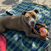 Allie - Photo 4