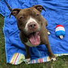 adoptable Dog in  named Allie