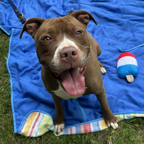 picture of the dog needing adoption
