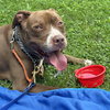 Allie - Photo 2