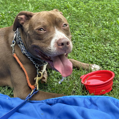 ALLIE - American Staffordshire Terrier / American Pit Bull Terrier available for adoption