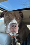 Allie - Photo 2