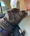 Allie - Photo 4