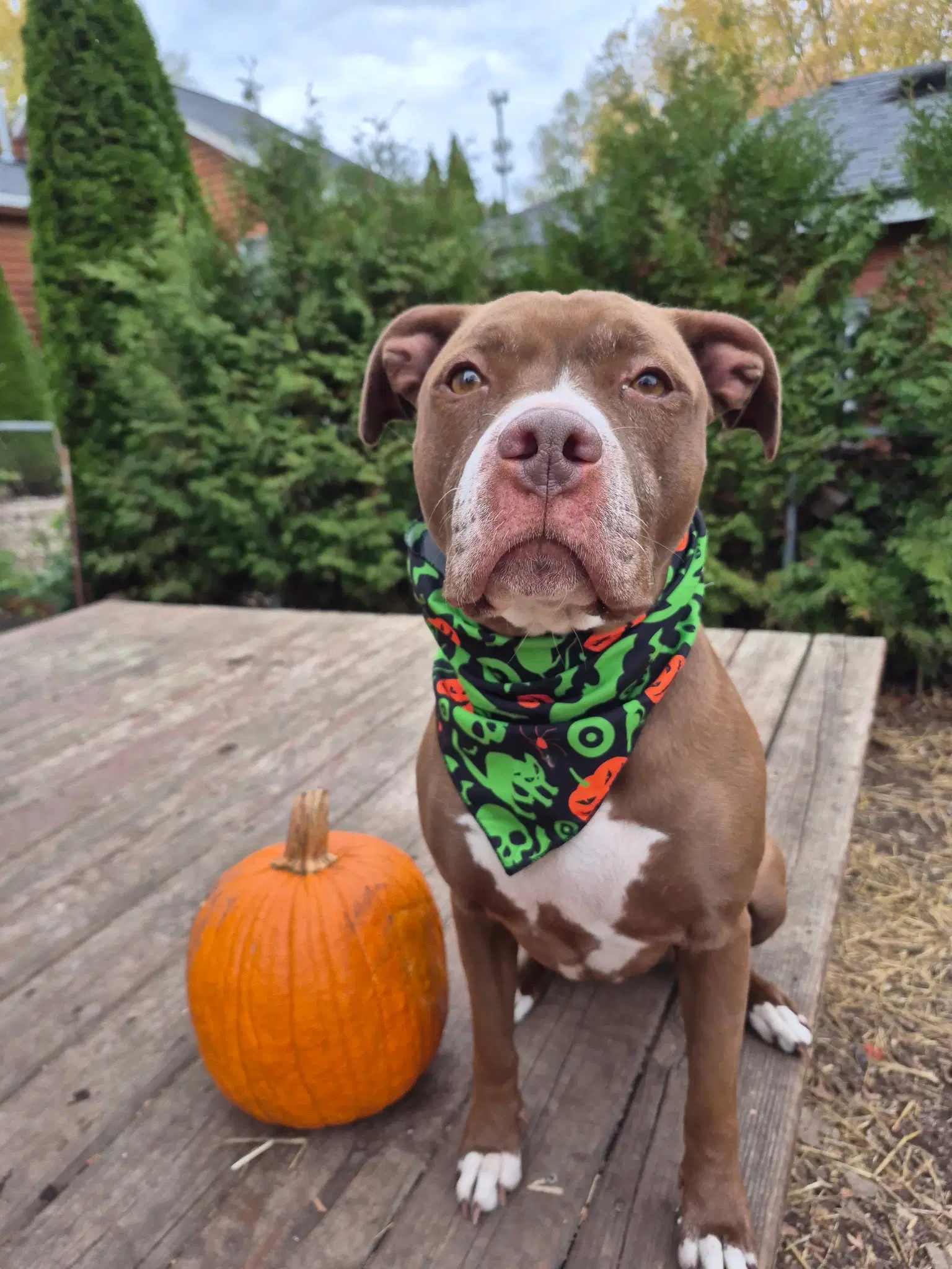 Allie - American Staffordshire Terrier