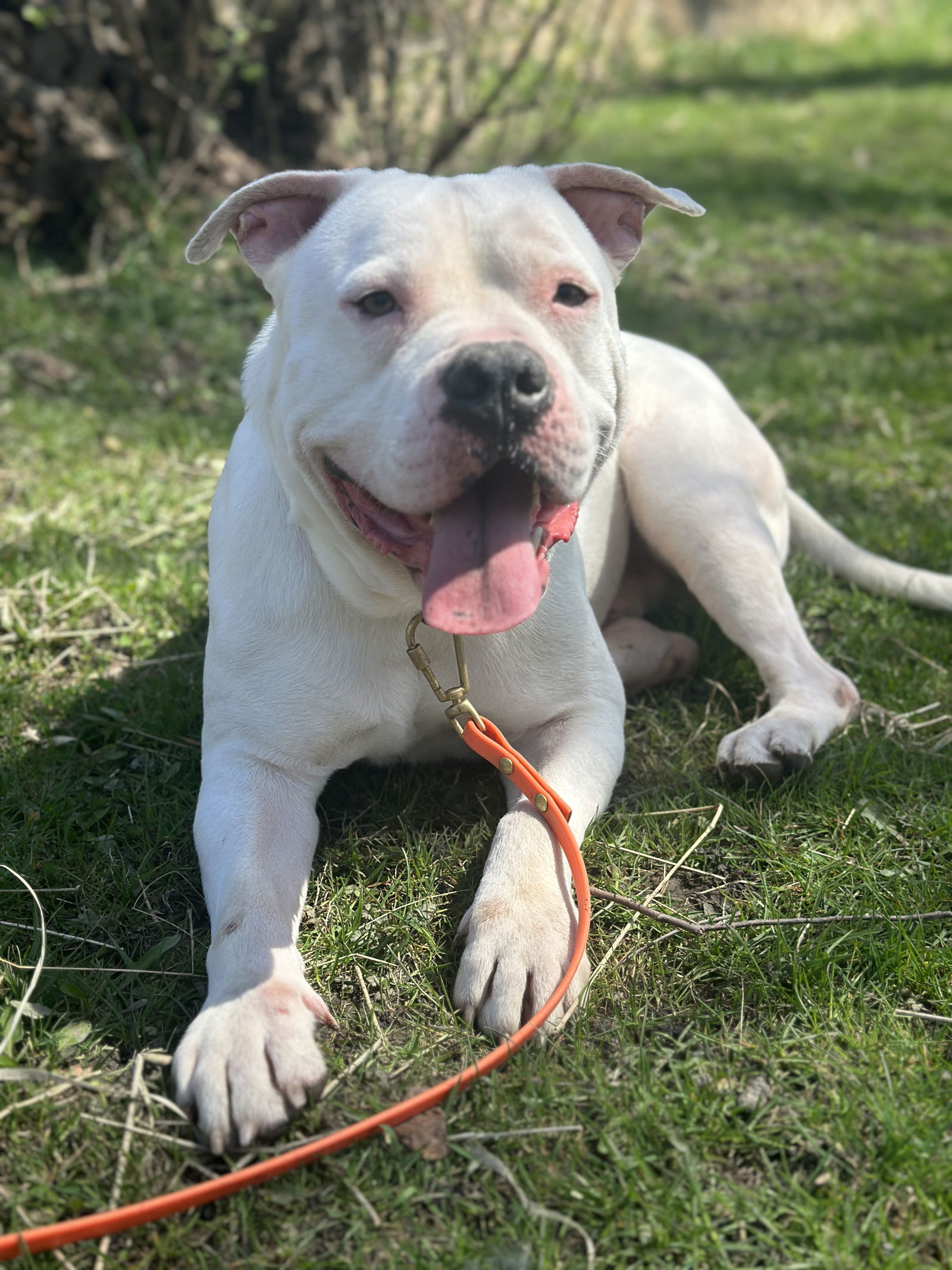 adoptable Dog in Wauconda, IL named Yeti