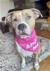 adoptable Dog in , IL named Lady Nala *LIVING IN BOARDING!!**NEED OUT ASAP