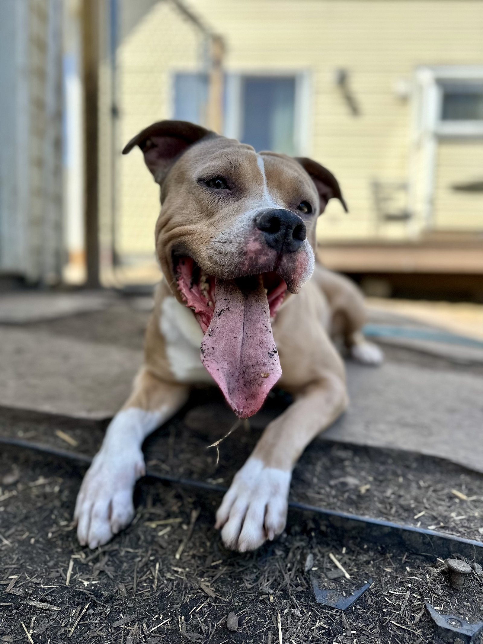 adoptable Dog in Techny, IL named Lady Nala - Living In Boarding