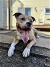 adoptable Dog in , IL named Lady Nala - Living In Boarding