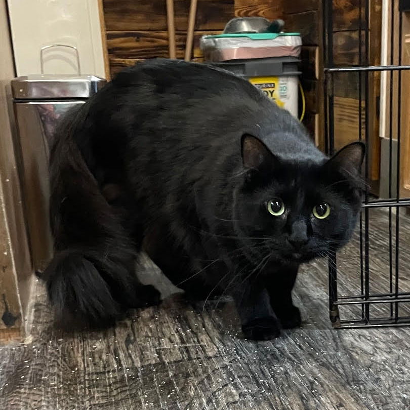 adoptable Cat in Waukegan, IL named Nico